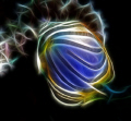 Meyer's Butterfly 